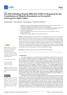 The RNA-Binding Protein SBR (Dm NXF1) Is Required for the Constitution of Medulla Boundaries in Drosophila Melanogaster Optic Lobes