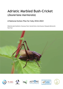 Adriatic Marbled Bush-Cricket (Zeuneriana Marmorata)