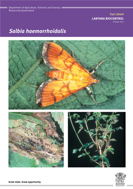 Salbia Haemorrhoidalis