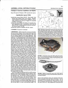 LEPTODACTYLIDAE Catalogue of American