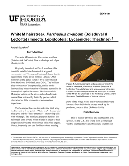 White M Hairstreak, Parrhasius M-Album (Boisduval & Leconte) (Insecta: Lepidoptera: Lycaenidae: Theclinae) 1