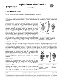 Cucumber Beetles