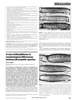 A Role of Ultrabithorax in Morphological Differences Between Drosophila Species