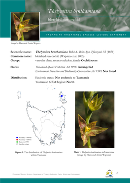 Thelymitra Benthamiana (Blotched Sun-Orchid)