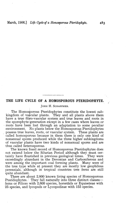 The Life Cycle of a Homosporous Pteridophyte