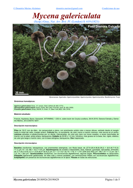 Mycena Galericulata