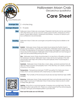 Gecarcinus Quadratus Care Sheet