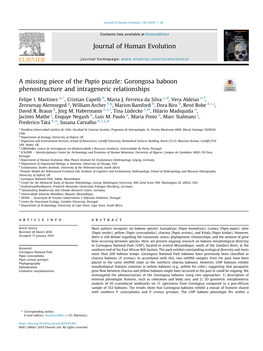 A Missing Piece of the Papio Puzzle: Gorongosa Baboon Phenostructure and Intrageneric Relationships