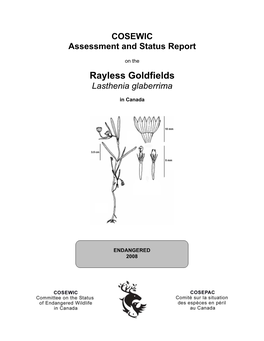 Rayless Goldfields (Lasthenia Glaberrima) Is a Member of the Aster Family (Asteraceae)