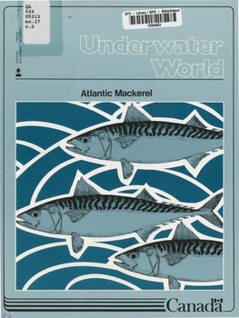 Atlantic Mackerel 2