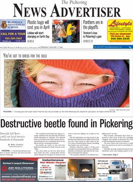Destructive Beetle Found in Pickering