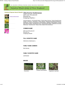 Ground :: Catalog of Species Search Ground Ivy Creeping Charlie )