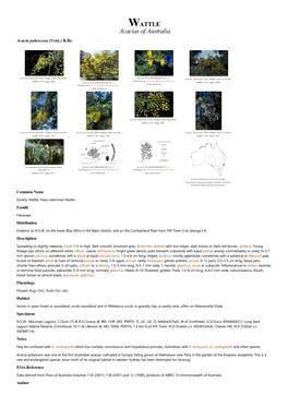 Acacia Pubescens (Vent.) R.Br