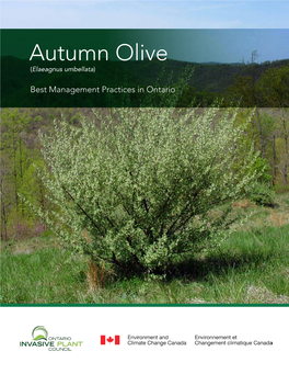 Autumn Olive (Elaeagnus Umbellata)