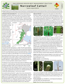 Narrowleaf Cattail