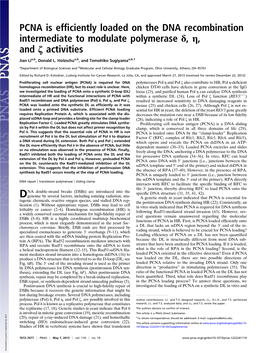 PCNA Is Efficiently Loaded on the DNA Recombination Intermediate To