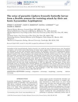 The Setae of Parasitic Liphyra Brassolis Butterﬂy Larvae Form a ﬂexible Armour for Resisting Attack by Their Ant Hosts (Lycaenidae: Lepidoptera)