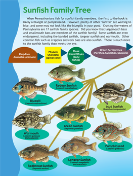 Sunfish Family Tree