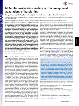 Molecular Mechanisms Underlying the Exceptional Adaptations of Batoid Fins