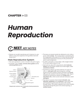 Human Reproduction