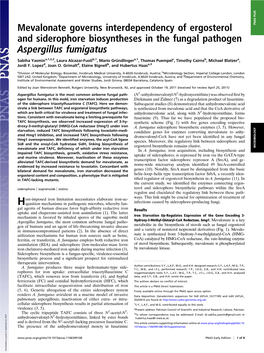 Mevalonate Governs Interdependency of Ergosterol and Siderophore