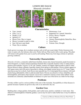 LEMON BEE BALM Monarda Citriodora Characteristics Culture