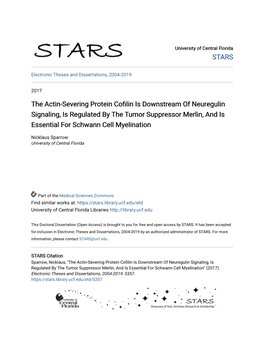 The Actin-Severing Protein Cofilin Is Downstream of Neuregulin Signaling, Is Regulated by the Tumor Suppressor Merlin, and Is Essential for Schwann Cell Myelination