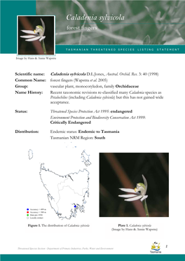 Caladenia Sylvicola (Forest Fingers) Caladenia Sylvicola