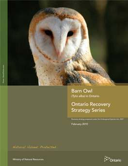 Barn Owl (Tyto Alba) in Ontario Ontario Recovery Strategy Series