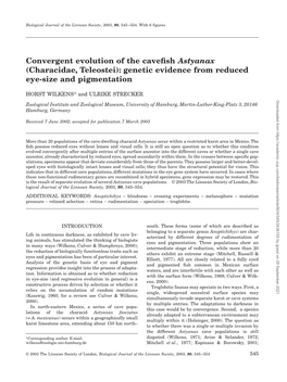 Convergent Evolution of the Cavefish Astyanax (Characidae, Teleostei)