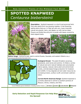 SPOTTED KNAPWEED Centaurea Biebersteinii