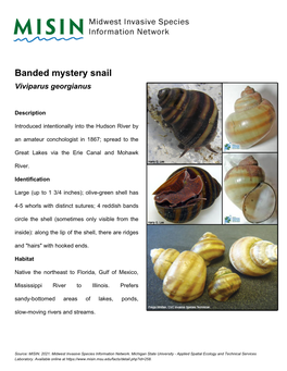 Banded Mystery Snail Viviparus Georgianus