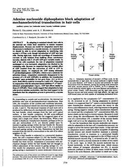 Adenine Nucleoside Diphosphates Block Adaptation Of