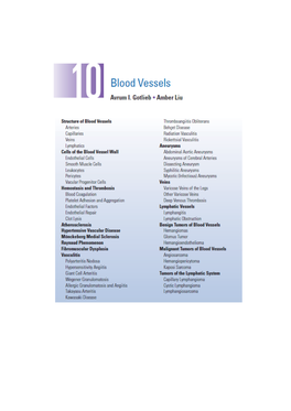 Smooth Muscle Cells Maintain Blood Vessel Integrity