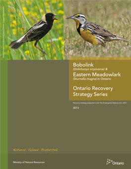 Recovery Strategy for the Bobolink and Eastern Meadowlark in Ontario