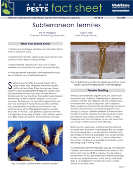 Subterranean Termites