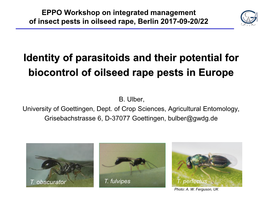 Identity of Parasitoids and Their Potential for Biocontrol of Oilseed Rape Pests in Europe