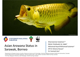 Asian Arowana Status in Sarawak, Borneo [PDF: 4202KB]