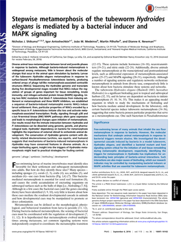 Stepwise Metamorphosis of the Tubeworm Hydroides Elegans Is Mediated by a Bacterial Inducer and MAPK Signaling