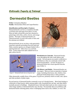 Dermestid Beetles