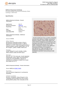 NAP1L4 Polyclonal Antibody Purified Rabbit Polyclonal Antibody (Pab) Catalog # AP57353