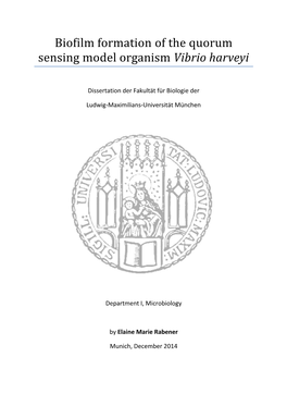 Biofilm Formation of the Quorum Sensing Model Organism Vibrio Harveyi