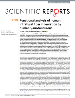 Functional Analysis of Human Intrafusal Fiber Innervation by Human Γ-Motoneurons