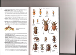 Insects-Chinery-261-271.Pdf