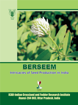 BERSEEM- Intricacies of Seed Production in India
