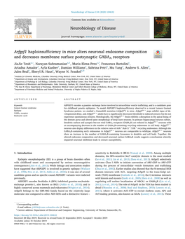 Neurobiology of Disease Arfgef1 Haploinsufficiency in Mice Alters Neuronal Endosome Composition and Decreases Membrane Surface P