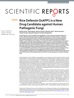 Rice Defensin Osafp1 Is a New Drug Candidate Against Human Pathogenic Fungi