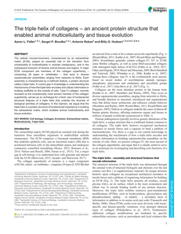 The Triple Helix of Collagens – an Ancient Protein Structure That Enabled Animal Multicellularity and Tissue Evolution Aaron L