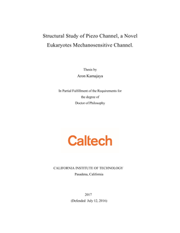 Structural Study of Piezo Channel, a Novel Eukaryotes Mechanosensitive Channel