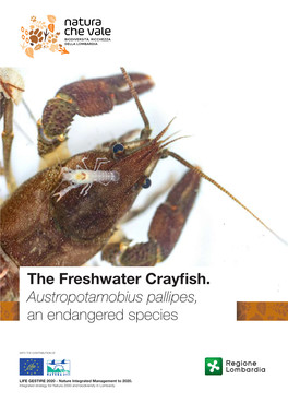 The Freshwater Crayfish. Austropotamobius Pallipes, an Endangered Species